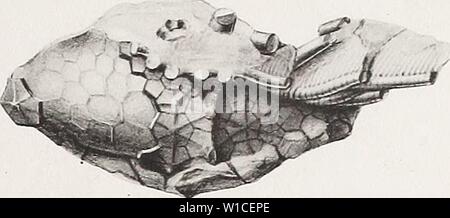 Archiv Bild von Seite 614 des Devonischen crinoiden der. Die Devonischen Crinoiden des Staates New York. devoniancrinoids 00 Gold Jahr: 1923 Stockfoto