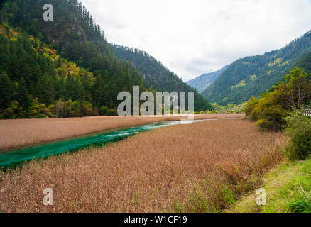 Bonsai Shoal hat einen ruhigen Fluss durch ihn läuft vor dem Erdbeben 2017. Stockfoto