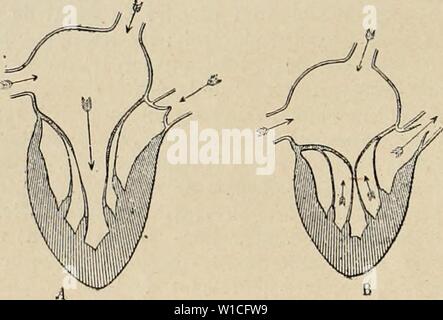 Archiv Bild von Seite 63 der Wörterbuch de Physiologie (1900). Wörterbuch de Physiologie. dictionnairedeph 04 reiche Jahr: 1900 54 CÅUR. ment à l'Drossel correspondant, Je § Fassade auf À ne faire saillie ni dans l'oreillette, ni dans le ventricule; Elles s'y appliquent par l'eCfet de la seule Pression du sang; Les Colonnes charnues ou Muskulatur papillaires se contractent Pendant la Systole, et leur Kontraktion Eine pour effet de faire contre-poids À la trop Grande pression du sang, et de maintenir Les valvules appliquÃes horizontalement. La thÃorie de l'Okklusion passiv, telle qu'elle a ÃtÃ modifiÃe Stockfoto