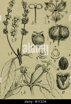 Archiv Bild ab Seite 632 der Deutschen Flora Pharmaceutisch-Medicinische Botanik Ein Stockfoto