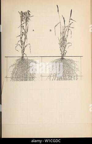 Archiv Bild von Seite 64 der Entwicklung und Aktivitäten der Wurzeln. Entwicklung und Aktivitäten der Wurzeln der Pflanzen; eine Studie im Pflanzenschutz Ökologie. developmentactiv 00 weav Jahr: 1922 Stockfoto