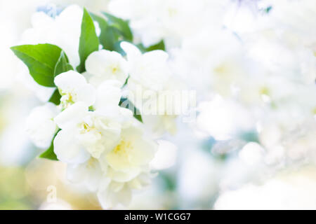 Weiß Apfelblüte über verschwommenes Natur Hintergrund. Sommer Blumen. Frühling Hintergrund mit Bokeh Stockfoto