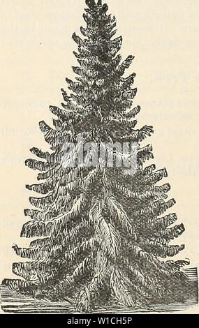 Archiv Bild von Seite 65 der beschreibenden Katalog der Jewell. Beschreibender Katalog der Jewell Baumschule Co. descriptivecatal 1894 jewe Jahr: 1894 Camperdown weinen Elm. EVERGREENS. Weißer Fichte. Evergreens, Gärtnerei angebaut, Transplantation, wie jede Klasse von Bäumen. Junge Bäume, oder jene von mäßigen oder geringen Größe, sind die meisten sicher und rentabel zu entfernen. Thor-ough Kultur und Mulchen, sind sehr nützlich, besonders in den trockenen Jahreszeiten. Der frühe Frühling Pflanzen wir die beste gefunden haben, aber Sie können sicher in nassen Jahreszeiten entfernt werden ziemlich spät, oder un-bis die neuen Triebe werden gestartet. Im Plan Stockfoto