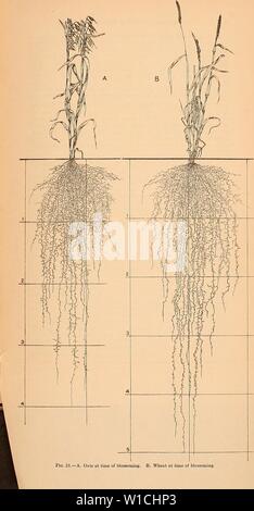 Archiv Bild von Seite 66 der Entwicklung und Aktivitäten der Wurzeln. Entwicklung und Aktivitäten der Wurzeln der Pflanzen; eine Studie im Pflanzenschutz Ökologie. developmentactiv 00 weav Jahr: 1922 Stockfoto