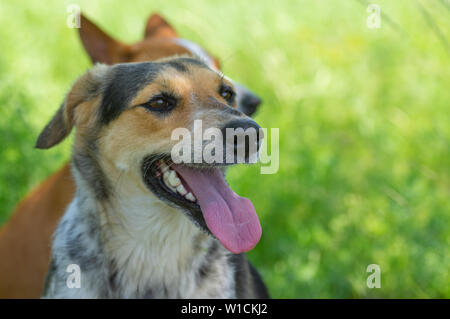 Outdoor Portrait von Happy Mischlingen Jagd Hündin ruht neben anderen Hund im Schatten in der Sommersaison Stockfoto