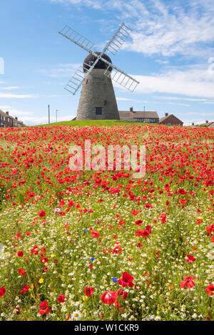 Wilde Blumen, einschließlich Gänseblümchen und Mohn, wachsende vor whitburn Windmühle, North East England, Großbritannien Stockfoto