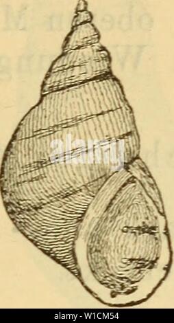 Archiv Bild ab Seite 686 von Die Mollusken-Fauna Mitteleuropa's (1884). Die Mollusken-Fauna Mitteleuropa. diemolluskenfaun 22 cles Jahr: 679 1884 2. Melanieila paroula F. Schmidt. Melania Holanäri var. in Rossm. Symbol. w. 667. - Parvala Brot Monogr. s. 13 t. 1 w. 2. 2a. Fis. 462. Mel. parvula. 10412: klein, ziemlich festschalig, eiförmig, Horn - farbig und braun gebändert, glatt und glänzend; Umgänge 6 - 7, gewölbt, langsam und regelmässig, zunehmend durch wenig vertiefte Nähte getrennt, der letzte etwas mehr als sterben Lehrwerk der ganzen Gehäuselänge einnehmend; Mündung weit, eiförmig, Ihr Browser kann leider keine eingebetteten Frames anzeigen Stockfoto