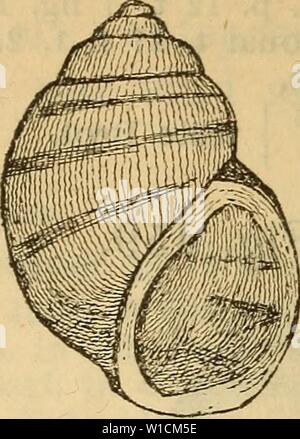 Archiv Bild ab Seite 685 von Die Mollusken-Fauna Mitteleuropa's (1884). Die Mollusken-Fauna Mitteleuropa. diemolluskenfaun 22 cles Jahr: 1884 678 Abb. 460. Mel. Hol. v. Hornhaut. Lge. 14,5 mm, Durchm. 11 mm. Verbreitung: In der unteren Donau. Bemerkung. Brot is also sterben Varietät nur aus Dal-matien ein; ich besitze sie in meiner Sammlung aus der Donau von Belgrad. - Sie ist durch das Top,verkürzte und die ungewöhnlich dicke Schale ausgezeichnet. 7. var. nana Brot Monogr. s. 131,1 w. 11. -- Kobelt Verzeich. 2. Aufl., S. 149. Abb. 461. Stockfoto