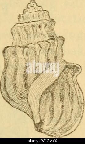 Archiv Bild ab Seite 696 von Die Mollusken-Fauna Mitteleuropa's (1884). Die Mollusken-Fauna Mitteleuropa. diemolluskenfaun 22 cles Jahr: 1884 689 1. Melanopsis Parreyssii v. Mülü fehlt. V. Mühlf jlelanopsis Parreyssii. in Philippi Abbilb. t. 4 w. 15. -- Reeve Ccmch. Symbol. w. 5. -- Brot Monogr. s.431 t. 46 w. 13 - 16. Canthidomus-H. et A. Adams Gen. von Rec. Moll. Thier: nicht beschrieben. Abb. 473. Mel. Parreyssii. 10412: länglich-gethürmt, massig hornfarbig festschalig, blass, mit bräunlichen Clemens auf der Sutural-Linie;,erhoben; 7 Umgänge, schnelle cylindrisch, trep-pe Stockfoto