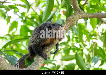 Saki mit weißen Gesicht auf dem Baum. Es wird auch das Guianan Saki und das Gold-faced Saki genannt Stockfoto