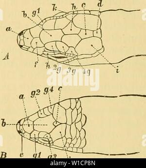 Archiv Bild von Seite 71 der Deutschlands Amphibien und Reptilien (1890). Deutschlands Amphibien und Reptilien. deutschlandsamph 00 dr Jahr: 1890 58 Gi-pe Älaffe. ffieptiliett ober Ävied; t | iEre. 06 crtopf=citber. 9 Ich ffS g-ig. 6. , Fopfe Oberjeite werden § § (A® Ma=ragbjgibeife, B aBaläen: e (Fe, Gongylus). a. itiij (f) fn; 3 iajeniil) itb, b = tiin, c3 Ro'i' M''cI - "nb d fiittcraupt:® iilb; e okve 3 iajcn gtirnä imfen;, F-, g obere 'Jlugen:, h; tilnfceiter, ich lEceilet; mib-k2i} tmper cilber £. 1. 93 e [icl) ttgcn zur Präsentation bni Stopf-fi-i finbeii unr 5 itnäcl) ft feine D6 erf cttc mit?{n 5a () l SdjiLber bcbed't, Stockfoto