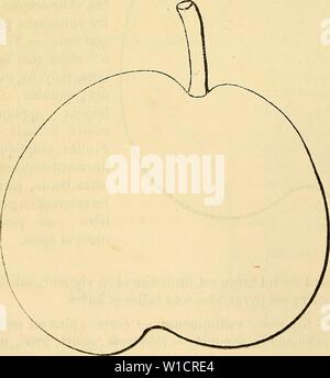 Archiv Bild von Seite 73 der Wörterbuch de pomologie Contenant. Wörterbuch de pomologie: Contenant l'histoire, la Description, la Abbildung des Früchte Früchte anciens et des modernes les plus gÃnÃralement connus et cultivÃs. dictionnairedepo 002 lero Jahr: 1867 66 DO Y [doyennÃ fox â Gou] Historique. - Ce-DoyennÃ, gagnÃ de Semis à Angers par M. Flon aÃ®nÃ, horticulteur, remonte à 1859, Mais il n'a ÃtÃ mis dans le Commerce qu'en 1864. Beobachtungen. "La maturitÃ de cette Nouvelle poire se Montre assez Variable; Einrichtung ¨ s l'abord Elle ne dÃpassait pas Le mois de Septembre; prÃsentement, Elle va Bea Stockfoto