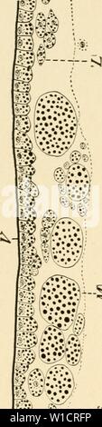 Archiv Bild von Seite 73 der Entwicklung der Küken;. Die Entwicklung der Küken; eine Einführung in die embryologie. developmentofchi 00 lill Jahr: 1908 x Stockfoto