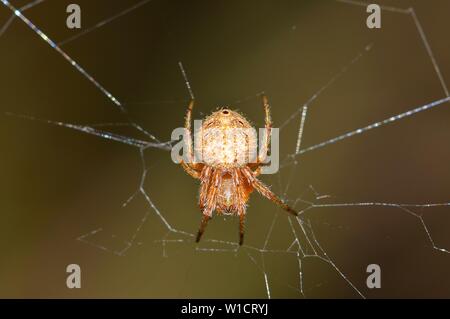 Ein Makro Bild eines Orb Weaver spider kopfüber in der Mitte seines beschädigten Web mit einer glatten braunen Hintergrund. Stockfoto