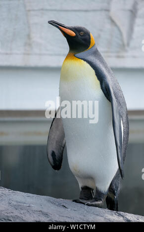 Ein Königspinguin gerade erst aus dem kalten Wasser an Maruyama Zoo in Sapporo, Japan und über seine Kolonie. Stockfoto