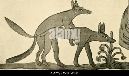 Archiv Bild von Seite 77 der Abstammung der ältesten Haustiere sterben. Die Abstammung der Ã¤ltesten Haustiere.. . Dieabstammungder 00 kell Jahr: 1902 64 Abstaniinuiii Sterben? Der Ã¤ltesten Haustiere. Altaiiyptisclier â] n, llunld Stockfoto
