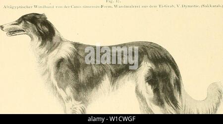 Archiv Bild von Seite 77 der Abstammung der ältesten Haustiere sterben. Die Abstammung der Ã¤ltesten Haustiere.. . Dieabstammungder 00 kell Jahr: 1902 Altaiiyptisclier â] n, llunld::. ÃS? Vitr. Ist. Hii-. sischti WiiHlhiiiia oder B; irzi. Ich. (/ J /. S/cr/O/o Stockfoto