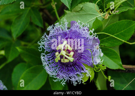 Isolierte HD-Bild dekorative Schöne bunte Blume im Garten Stockfoto