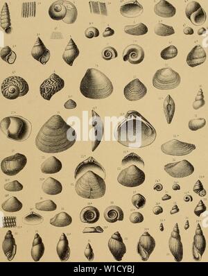 Archiv Bild von Seite 8 von Sterben und der Vorwelt Süsswasser-Conchylien Stockfoto