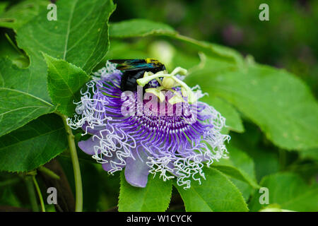 Isolierte HD-Bild dekorative Schöne bunte Blume im Garten Stockfoto