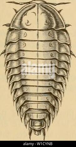 Archiv Bild von Seite 80 der Käfer von Mitteleuropa sterben. Die Käfer von Mitteleuropa: Käfer der österreichisch-ungarischen Monarchie, Deutschlands, der Schweiz, sowie des französischen und italienischen Alpengebietes. diekfervonmitt 03 Schleifring Jahr: 1892 Stockfoto