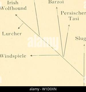 Archiv Bild von Seite 83 der Abstammung der ältesten Haustiere sterben. Die Abstammung der ältesten Haustiere.. . Dieabstammungder 00 kell Jahr: 1902 70 Sterben Abstammung der ältesten Haustiere. an den Beinen aufweist, zuweilen ist die ganze Unterseite oder das ganze Fiel rötlichgelb bis hellbraunrot. Ich betrachte this Färbung als ein Erb-Stück des altäg - Ptischen 'indhundes. Stammbaum der "ind-und lagdhunde Scotsch 15 eerhüuiid Vorstehhund Windspiele Haussa - lajrdhund Sudanhund Altägypt. Jagd "indliund/ Stockfoto
