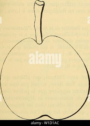 Archiv Bild von Seite 84 der Wörterbuch de pomologie Contenant. Wörterbuch de pomologie: Contenant l'histoire, la Description, la Abbildung des Früchte Früchte anciens et des modernes les plus gÃnÃralement connus et cultivÃs. dictionnairedepo 002 lero Jahr: 1867 Sie Y [doyennÃ jui 77 444. Poire DOYENNE DE JUILLET. Synonyme. - Poires: 1. DoyennÃ d'ÃtÃ (Diel, Kernobstsorten, 1804, S. 39). Â 2. (Leroy-Jolimont LacÃ ¨ ae, de Lyon, en 1817 par le citÃ CongrÃ¨s pomologique dans la Pomologie de la France, 1864, t. II, n°71). Â 3. Jolimont (prÃcoce Madiot, Bulletin de la SociÃtÃ d'Agriculture de L Stockfoto