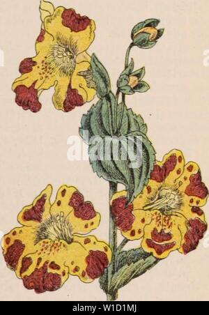 Archiv Bild ab Seite 848 von Wörterbuch d'Gartenbau illustré Abs. Wörterbuch d'Gartenbau illustrÃ/par D. Bois prÃface de Maxime Cornu avec la collaboration de E. André... [Et Al.]. . Dictionnairedhor 00 bois Jahr: 1893 Abb. 5 S 6. - Groß- und Kleinschreibung unterschieden. Mimosa pudica L. et PhalÅnopsis.mais plus florifÃ ¨ re; fl Variante du Blanc pur au rose lilacÃ - Colombie. M. Warscewiczii Reichenb. f - B M t. 5843; Orch ai. b. t216: Fl. serres, t. 1831: III. Hort. XXI. t. 156. [Syn. : Oncidium fusca-tum Reichenb. w. : Odontogiossum Weltoni Bon] â Fl. Dun rose de Liegen vin: pÃtales sÃpales et labell Stockfoto