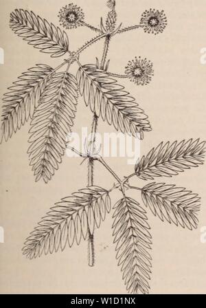 Archiv Bild ab Seite 848 von Wörterbuch d'Gartenbau illustré Abs. Wörterbuch d'Gartenbau illustrÃ/par D. Bois prÃface de Maxime Cornu avec la collaboration de E. André... [Et Al.]. . Dictionnairedhor 00 bois Jahr: 1893 MIL ZU NIA. - 837 - MIMULUS. Pourpre à la base de pÃtales et une macule Pouilly-sur-loire à la base du Labelle; ESPÒ ¨ ce Voisine du M. vexillaria. Â Colombie M. californica Lindley. Â B. E.t. 1992; B. St t. 4206; III. Hort. t. 216: Der Garten 1887) t593; Flore Serres, t. 1008; Lindenia, r. 105; B M t. 4425. Â pÃtales SÃpales et Blancs; labelle Rose; dans la variÃtÃ Stockfoto