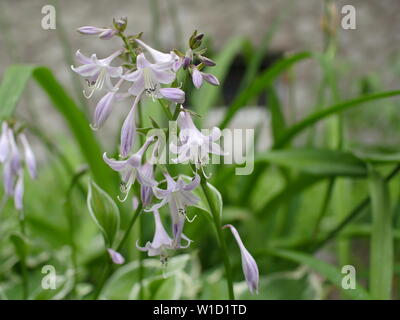 Blumen duften Wegerich Lilie oder Hosta plantaginea Stockfoto