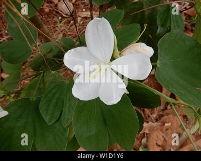 Bauhinia acuminata/Zwerg weiß Bauhinia/White Orchid - Baum Stockfoto