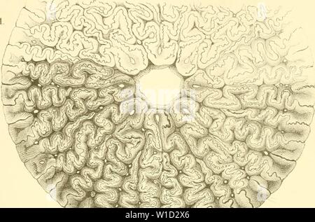 Archiv Bild ab Seite 866 von Die Klassen und Ordnungen des Stockfoto