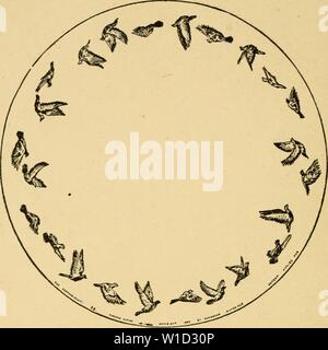 Archiv Bild von Seite 87 der beschreibenden zoopraxography, oder, um die Wissenschaft. Beschreibende zoopraxography, oder die Wissenschaft der tierischen Fortbewegung populär. descriptivezoopr 00 muyb Jahr: 1893 22 DIE Z 00 PRAX 18 C 0 PE 32. Tauben fliegen. "Der Kunstkritiker und der Kenner wird eine Studie von Herrn Muybridges Arbeit von unschätzbarem Wert finden, den Sie intelligent zu kritisieren." - Pennsylvanian Phila-delphia. "Die ajplause, die diese wunderbaren Bilder von der brillanten Unternehmen begrüßt Herzhaftes in der Extreme war; und vorhergesagten Alle eine neue Ära war offen für Kunst, und neue Quellen für t zur Verfügung gestellt Stockfoto