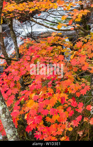 Bunte maple leaf im Herbst Landschaft mit hellen bunten Blättern. Stockfoto