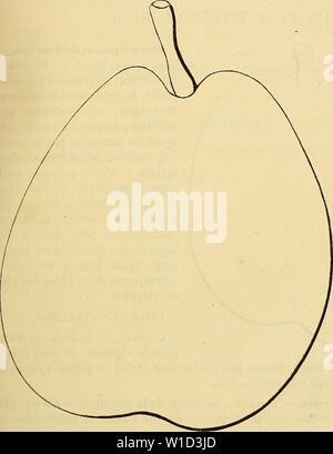 Archiv Bild von Seite 88 Wörterbuch de pomologie Contenant. Wörterbuch de pomologie: Contenant l'histoire, la Description, la Abbildung des Früchte Früchte anciens et des modernes les plus gÃnÃralement connus et cultivÃs. dictionnairedepo 002 lero Jahr: 1867 à 30 Y [doyennÃ Rob 81 447. Poire DOYENNÃ ROBIN. Beschreibung de l'Arbre. Â Bois: fort. Â Rameaux: trÃ¨s-nombreux, Ãta - lÃs, Gros et sehnt, À peine gÃniculÃs, vert clair jaunÃ¢tre, Ã lenticelles Appa - Rentes et rappro - chÃes, Ã coussinets ressortis. Â Yeux: volumineux, ovoÃ ¯-des, obtus, trÃ¨s-ÃcartÃs du Bois, Ayant les Ãcaille Stockfoto
