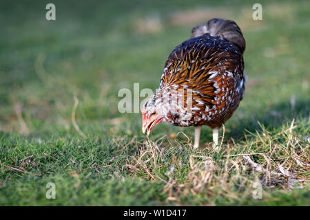 Gefleckte braune Henne pecks Essen im Dorf Hof an einem sonnigen Tag Stockfoto