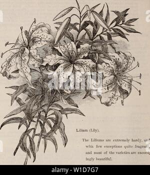 Archiv Bild von Seite 93 der beschreibenden und illustrierte Katalog. Beschreibende und illustrierte Katalog: Obst- und Zierbäumen, Sträuchern, Pflanzen, etc. descriptiveillus 1892 newc Jahr: 1892 6 Dessckeptevb und illustrierte Katalog von Blumenzwiebeln im Herbst gepflanzt werden. LLLIUM AURATUM. AURATUM - Gold banded Lily von Japan. (AXDIDOI - Gemeinsame weiß. CAXDIDOI, 11.pL - Doppel weiß blühenden. LANCIFOLIUM ALBUM - Weiß in Japan. LANCIFOHUM ROSEUM - liose beschmutzt. LANCIFOLIUM RUBRUM - rot gefleckt. TIGRINUM, 11. pi. (Doppelte Tiger Lily) - helle orange Scharlachrot mit dunklen Flecken. LANC 1 F0LIUM PUXCTATUM - Stockfoto