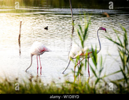 Geschossen von einer Gruppe von wunderschönen Flamingos entspannen in den geschützten Granelli Naturpark See im südlichen Sizilien, Italien. Stockfoto