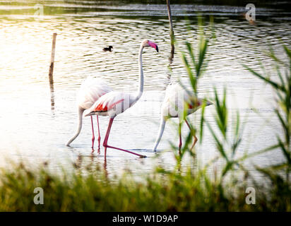 Geschossen von einer Gruppe von wunderschönen Flamingos entspannen in den geschützten Granelli Naturpark See im südlichen Sizilien, Italien. Stockfoto