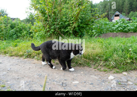 Schwarze und weiße Katze geht vorsichtig entlang des Weges an einem Sommertag. Close-up Stockfoto