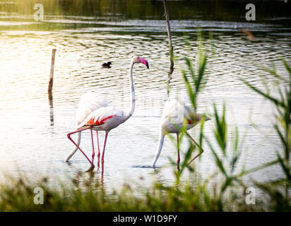 Geschossen von einer Gruppe von wunderschönen Flamingos entspannen in den geschützten Granelli Naturpark See im südlichen Sizilien, Italien. Stockfoto