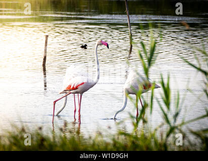 Geschossen von einer Gruppe von wunderschönen Flamingos entspannen in den geschützten Granelli Naturpark See im südlichen Sizilien, Italien. Stockfoto