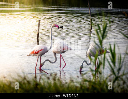 Geschossen von einer Gruppe von wunderschönen Flamingos entspannen in den geschützten Granelli Naturpark See im südlichen Sizilien, Italien. Stockfoto