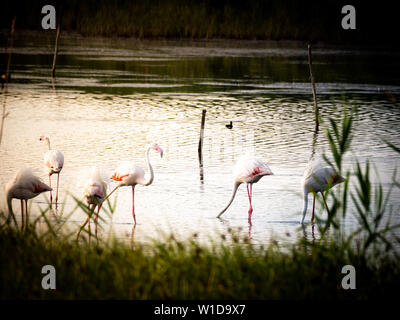 Geschossen von einer Gruppe von wunderschönen Flamingos entspannen in den geschützten Granelli Naturpark See im südlichen Sizilien, Italien. Stockfoto