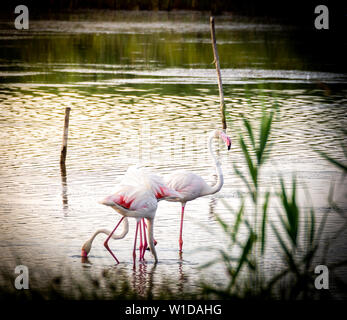 Geschossen von einer Gruppe von wunderschönen Flamingos entspannen in den geschützten Granelli Naturpark See im südlichen Sizilien, Italien. Stockfoto