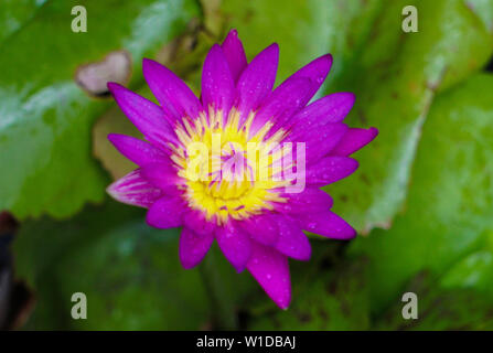 Isolierte wunderschöne Lotus oder Shapla Blume mit Regentropfen im Garten Teiche Stockfoto