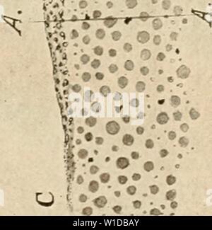Archiv Bild von Seite 98 der Entwicklung der Küken;. Die Entwicklung der Küken; eine Einführung in die embryologie. developmentofchi 00 lill Jahr: 1908