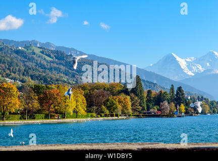 Super Postkarten-blick auf Thuner Siehe, Alpen Berge Eiger, Jungfrau, Mönch (Moench, Mönch), mit Vögeln. Thun, Schweiz. Stockfoto