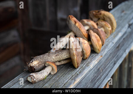 Braun und orange Kappe Kappe Steinpilze Steinpilze. Ernte von Wald essbare Pilze. Stockfoto