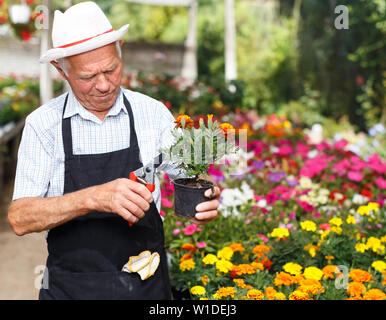 Älterer Mann seine Lieblingsbeschäftigung der Gartenarbeit genießen, Kontrolle und Organisation der Blumen im Gewächshaus Stockfoto